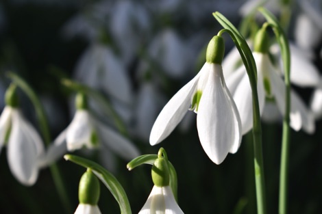 Close-up of a snowdrop